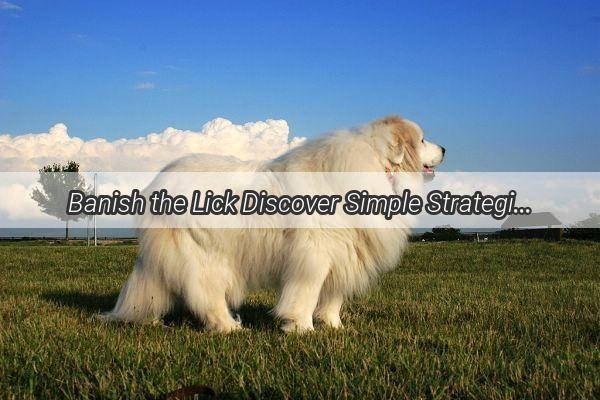 Banish the Lick Discover Simple Strategies to Keep Your Poochs Fur Flawless